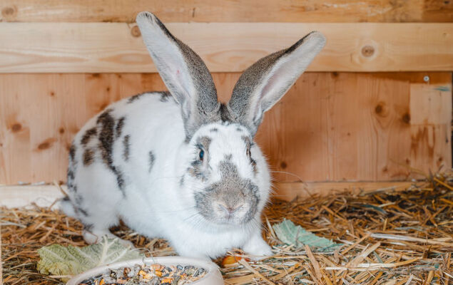 Dachstein Südwand - Photo 12